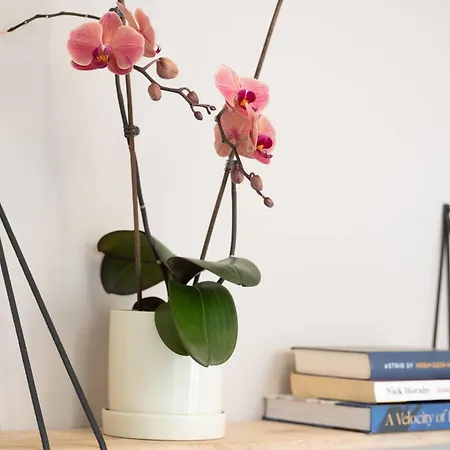 Cosy Dutch Delight Santpoort-Zuid